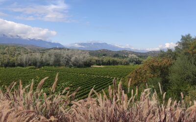 Tarija – Dégustation vins boliviens d’altitude